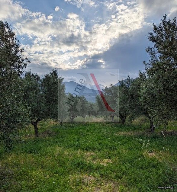 Οικόπεδο 1.685 τ.μ. προς πώληση, Πενταμόδι