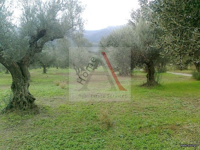 Αγροτεμάχια 5.600 τ.μ. προς πώληση, Κάτω Χώρα Μυστρά