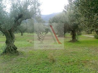 Αγροτεμάχια 5.600 τ.μ. για πώληση