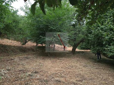 Αγροτεμάχια 4.270 τ.μ. πρός πώληση