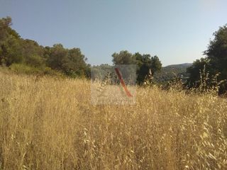 Αγροτεμάχια 1.699 τ.μ. για πώληση