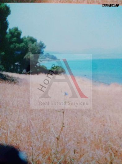 Αγροτεμάχια 971 τ.μ. προς πώληση, Βασιλίνα