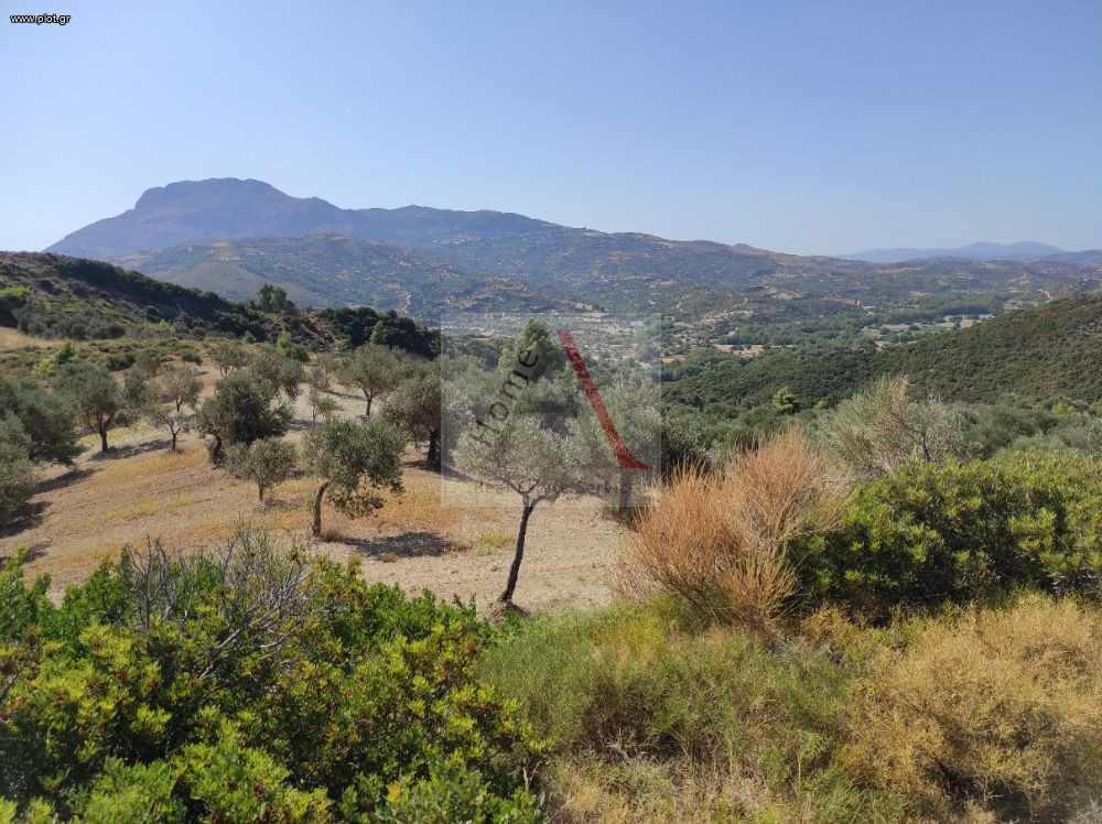 Οικόπεδο 8.500 τ.μ. προς πώληση, Οξύλιθος
