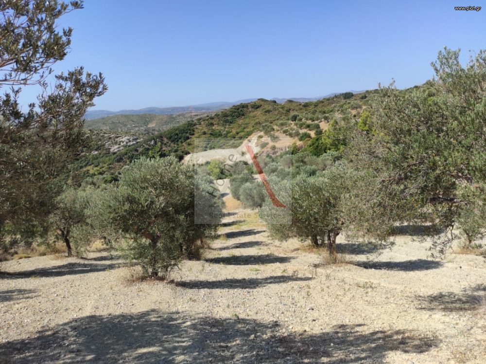 Οικόπεδο 8.500 τ.μ. προς πώληση, Οξύλιθος