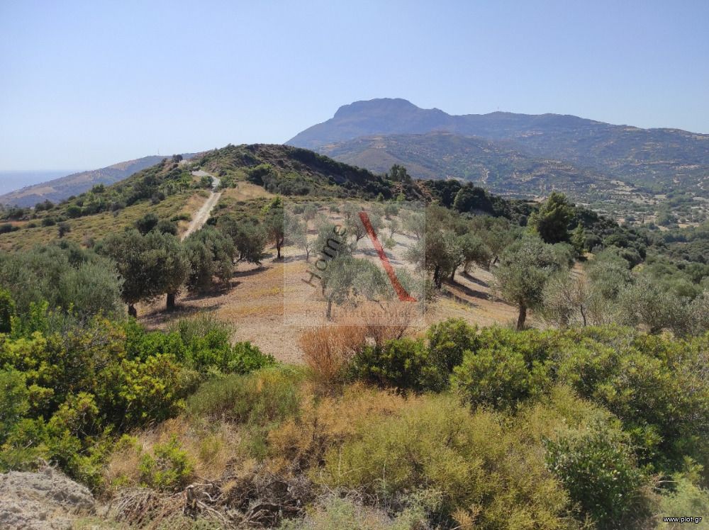 Οικόπεδο 8.500 τ.μ. προς πώληση, Οξύλιθος