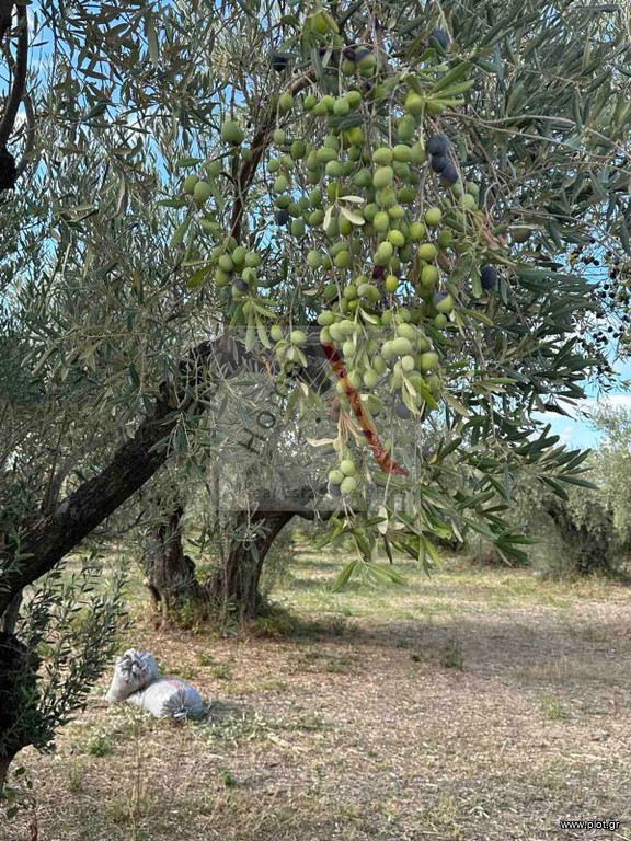 Αγροτεμάχια 720 τ.μ. προς πώληση, Κανατάδικα