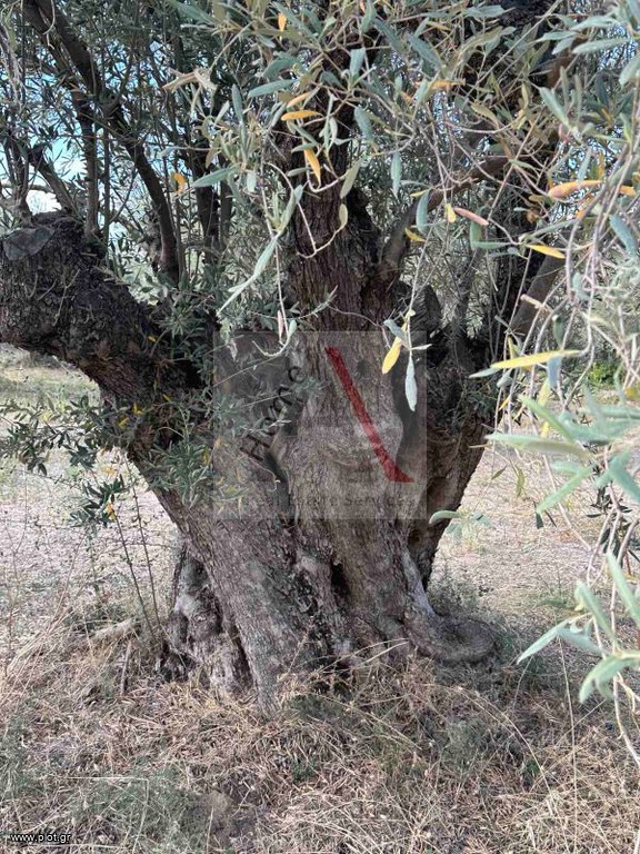 Αγροτεμάχια 720 τ.μ. προς πώληση, Κανατάδικα