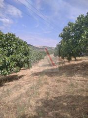 Οικόπεδο 25.000 τ.μ. για πώληση