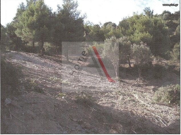 Οικόπεδο 4.850 τ.μ. για πώληση, Εύβοια, Κύμη