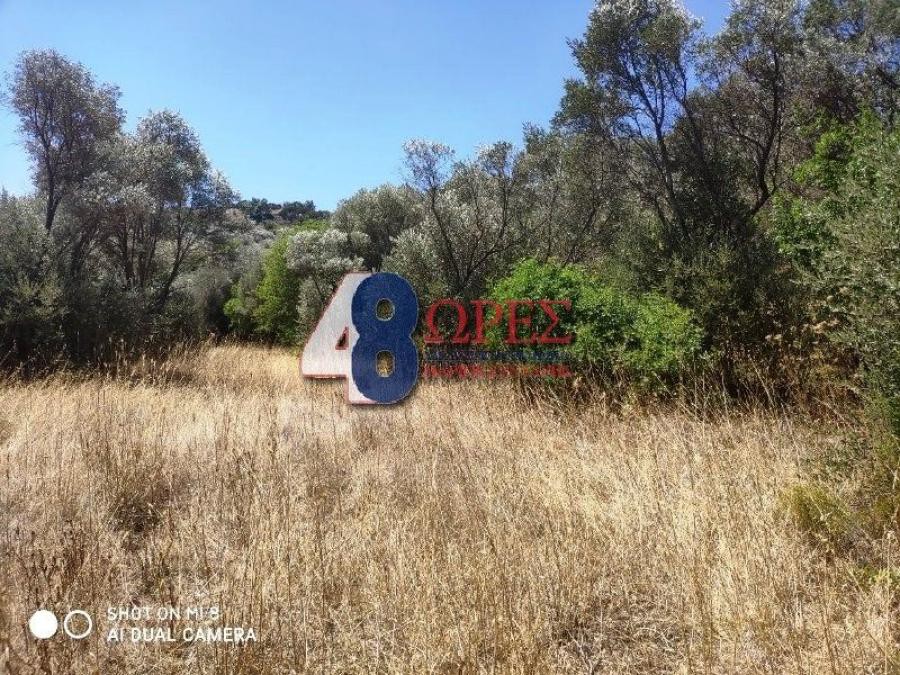 Αγροτεμάχια 632 τ.μ. προς πώληση, Άγιος Μηνάς Χίου