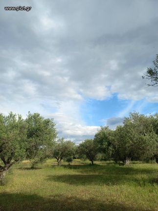 Parcel 5.532 sqm for sale, Achaia, Movri