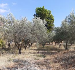 Αγροτεμάχια 1.600 τ.μ. για πώληση