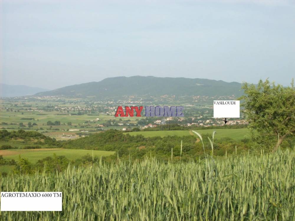 Αγροτεμάχια 6.000 τ.μ. προς πώληση, Κέντρο Κορώνειας