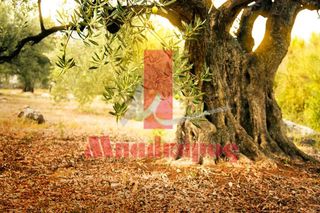 Αγροτεμάχια 14.694,44 τ.μ. για πώληση