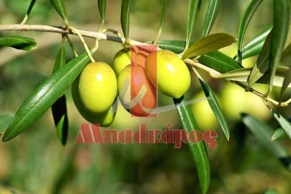 Αγροτεμάχια 14.694,44 τ.μ. πρός πώληση, Μεσσηνία, Μελιγαλά