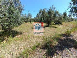 Αγροτεμάχια 6.291 τ.μ. για πώληση