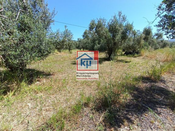 Αγροτεμάχια 6.291 τ.μ. για πώληση, Ν. Λέσβου, Λέσβος - Ευεργέτουλα