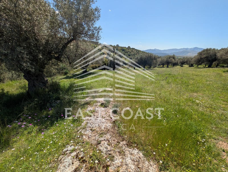 Αγροτεμάχια 6.000 τ.μ. πρός πώληση, Αθήνα - Ανατολικά Προάστια, Γραμματικό