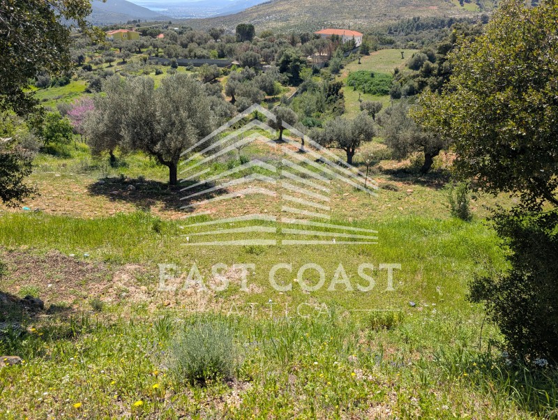 Αγροτεμάχια 6.000 τ.μ. πρός πώληση, Αθήνα - Ανατολικά Προάστια, Γραμματικό