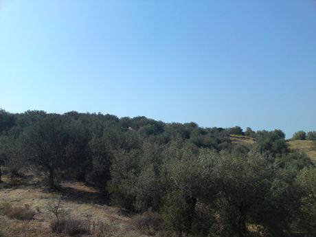 Οικόπεδο 6.809 τ.μ. για πώληση