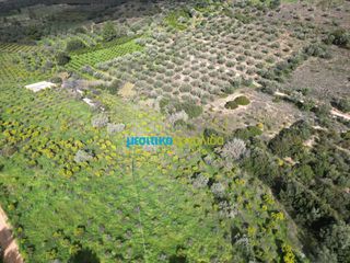 Αγροτεμάχια 9.941,90 τ.μ. για πώληση, Αργολίδα, Ναύπλιο-thumb-15