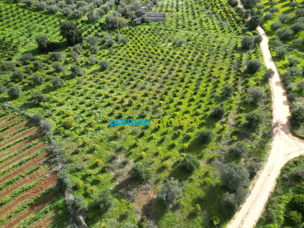 Αγροτεμάχια 9.941,90 τ.μ. για πώληση, Αργολίδα, Ναύπλιο