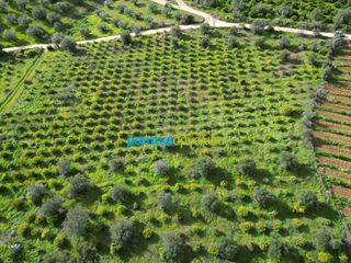Αγροτεμάχια 9.941,90 τ.μ. για πώληση, Αργολίδα, Ναύπλιο-thumb-4