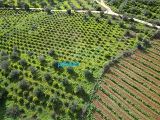Αγροτεμάχια 9.941,90 τ.μ. για πώληση, Αργολίδα, Ναύπλιο-thumb-3