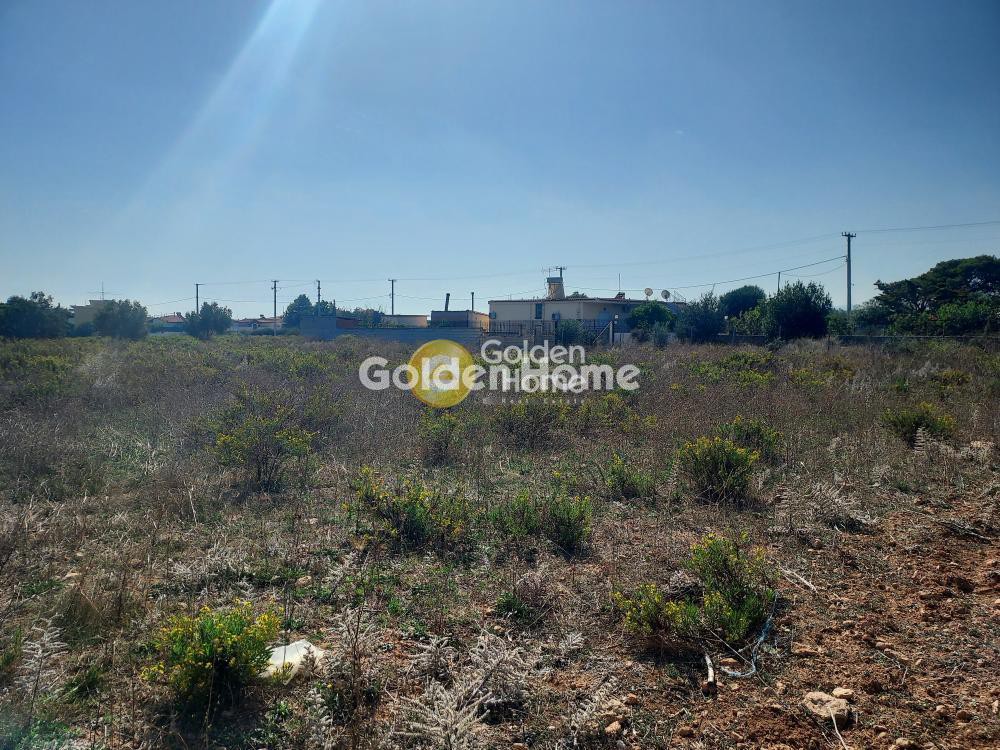 Αγροτεμάχια 10.000 τ.μ. προς ενοικίαση, Γαλήνη Αρτέμιδας