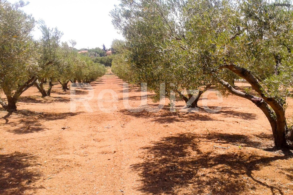 Αγροτεμάχια 3.000 τ.μ. προς πώληση, Νέα Ποτίδαια