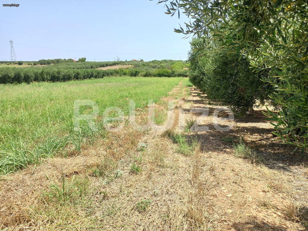 Αγροτεμάχια 4.262 τ.μ. προς πώληση, Νέα Μουδανιά