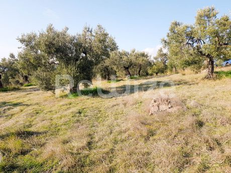 Αγροτεμάχια 8.500 τ.μ. προς πώληση