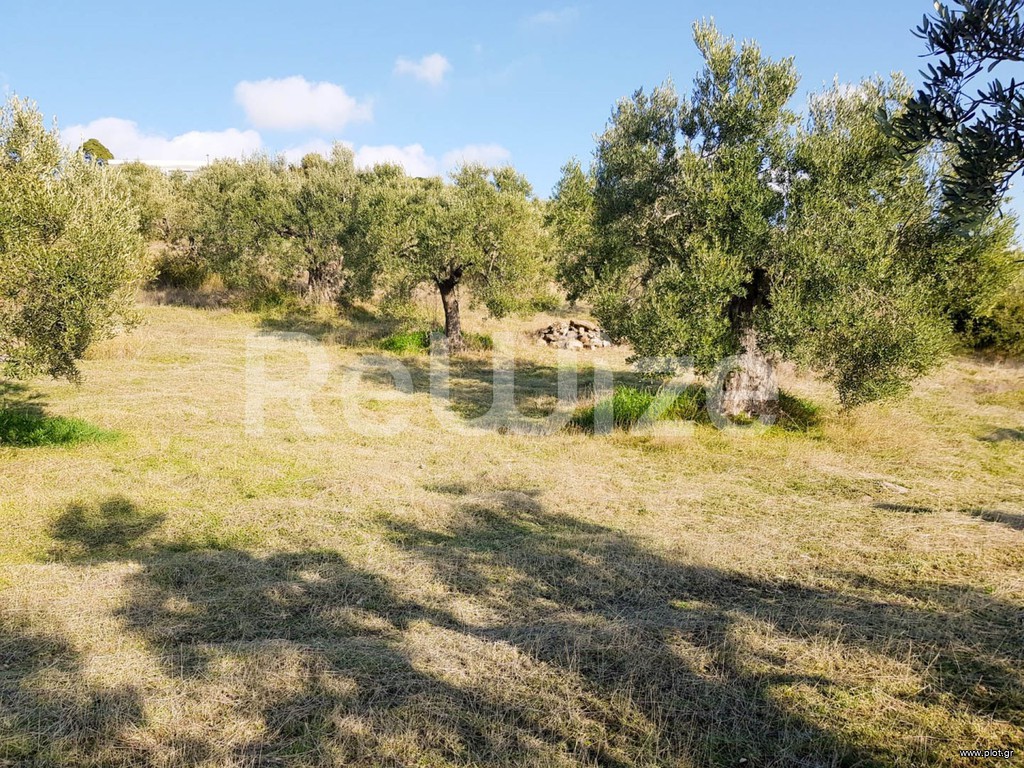 Αγροτεμάχια 8.500 τ.μ. προς πώληση, Παρθενώνας