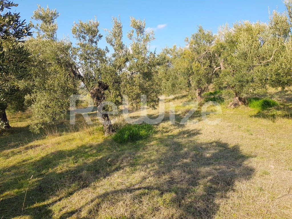 Αγροτεμάχια 8.500 τ.μ. προς πώληση, Παρθενώνας