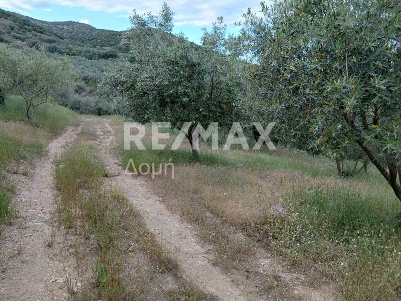 Αγροτεμάχια 7.129 τ.μ. πρός πώληση, Μαγνησία, Αισωνία
