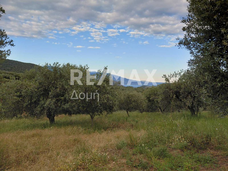 Αγροτεμάχια 7.129 τ.μ. πρός πώληση, Μαγνησία, Αισωνία