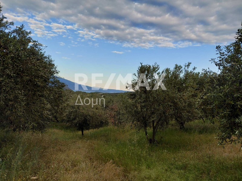 Αγροτεμάχια 7.129 τ.μ. πρός πώληση, Μαγνησία, Αισωνία