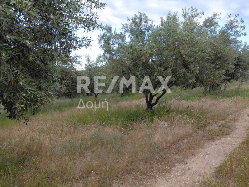 Αγροτεμάχια 7.129 τ.μ. πρός πώληση, Μαγνησία, Αισωνία
