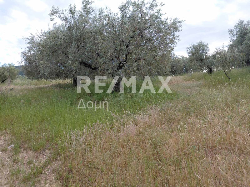Αγροτεμάχια 7.129 τ.μ. πρός πώληση, Μαγνησία, Αισωνία
