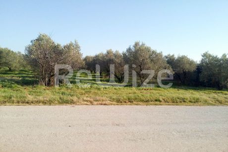 Αγροτεμάχια 5.000 τ.μ. προς πώληση