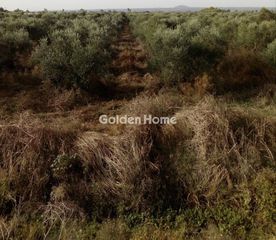 Αγροτεμάχια 11.500 τ.μ. για πώληση