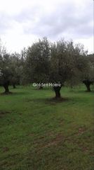 Αγροτεμάχια 5.000 τ.μ. για πώληση