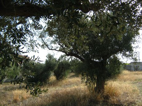 Αγροτεμάχια 2.139 τ.μ. για πώληση