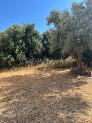 Αγροτεμάχια 12.528 τ.μ. για πώληση