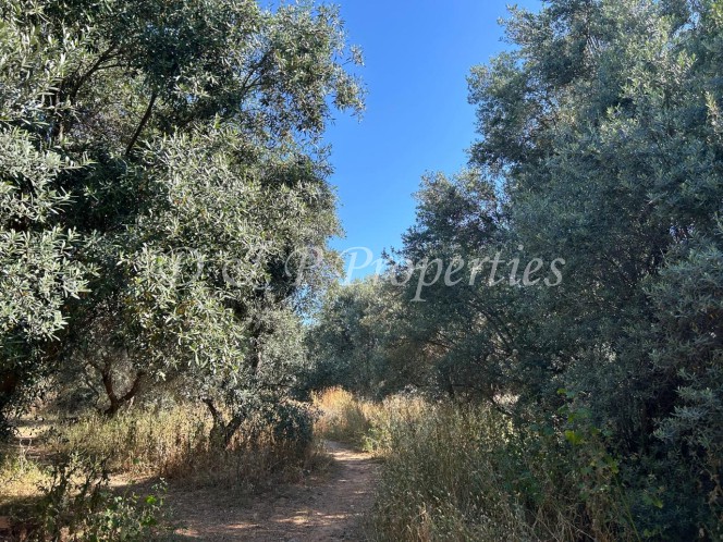 Αγροτεμάχια 12.528 τ.μ. προς πώληση, Μαυροβούνι Γυθείου