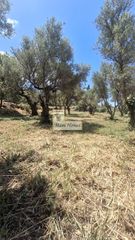 Οικόπεδο 1.834 τ.μ. προς πώληση, Νομιτσής-thumb-3