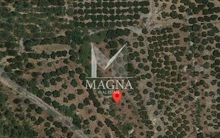Αγροτεμάχια 3.634 τ.μ. για πώληση
