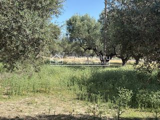 Οικόπεδο 1.000 τ.μ. για πώληση