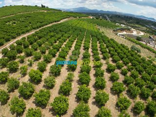 Αγροτεμάχια 57.478 τ.μ. για πώληση