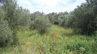 Οικόπεδο 4.770 τ.μ. για ενοικίαση, Ν. Λέσβου, Λέσβος - Μυτιλήνη-thumb-3